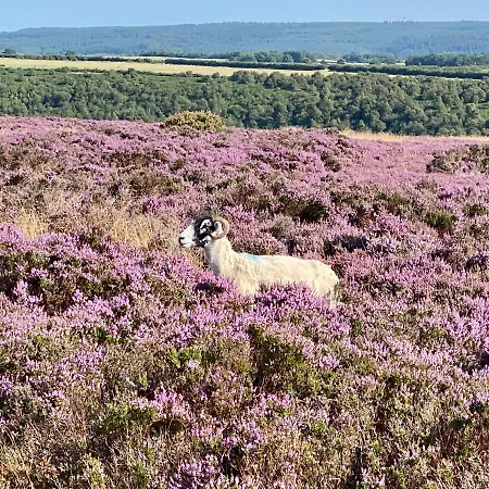 Grove House Levisham بيت للعطل